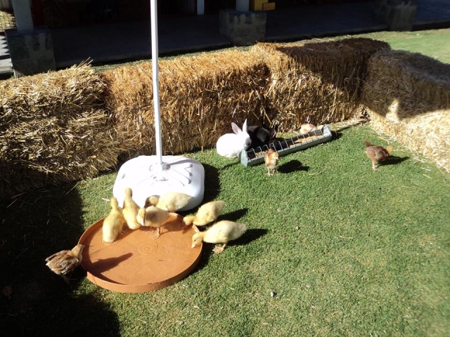 Animalitos de granja